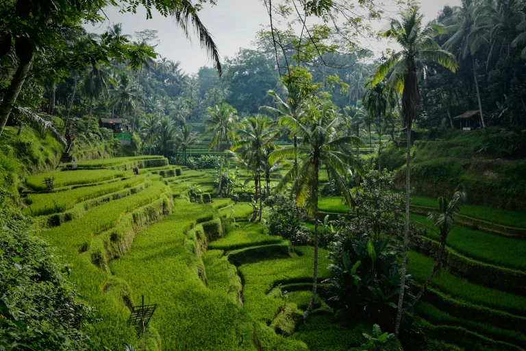 Ultimate Guide to Choosing the Best Bali Travel Agent for Your Dream Vacation